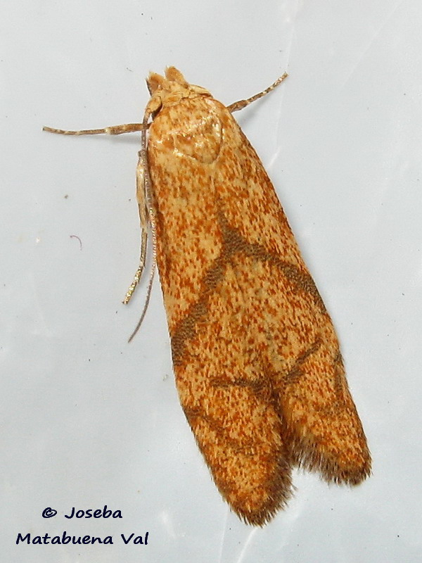 Blastobasis decolorella - Blastobasidae